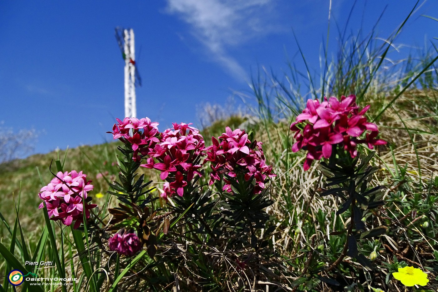 02 Alla croce del Pizzo di Spino (958 m)  con Dafne odorosa (Daphne cneorum).JPG -                                